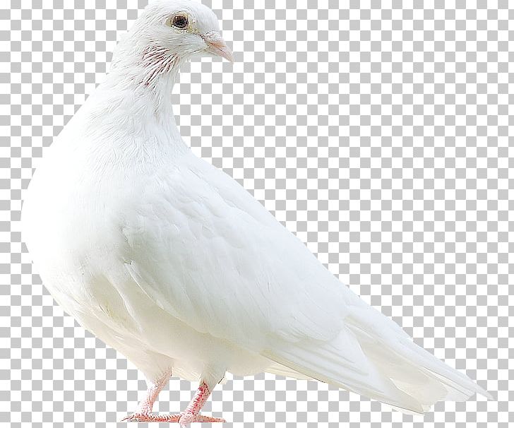 Columbidae Bird Pale-capped Pigeon PNG, Clipart, Animal, Animals, Beak, Bird, Chicken Free PNG Download