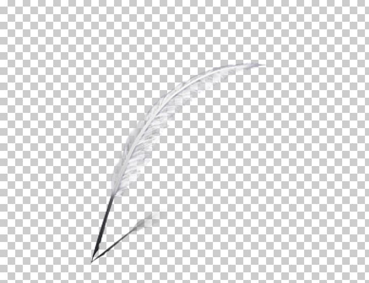 Feather Computer File PNG, Clipart, Angle, Animals, Att, Attraction, Computer File Free PNG Download