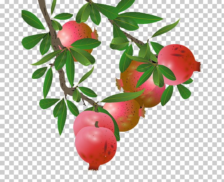 Pomegranate Lingonberry Apple PNG, Clipart, Apple, Beautiful, Branch, Cartoon Pomegranate, Decoration Free PNG Download