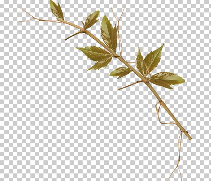 Twig PNG, Clipart, Banco De Imagens, Branch, Data Compression, Download, Drawing Free PNG Download