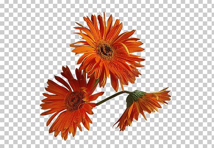 Common Daisy Common Sunflower Chamomile Rose PNG, Clipart, Calendula, Chamomile, Chrysanths, Common Daisy, Common Sunflower Free PNG Download