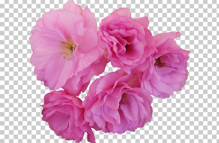Flower Cherry Blossom Centifolia Roses Garden Roses PNG, Clipart, Azalea, Beyaz Gul Resimleri, Blog, Blossom, Centifolia Roses Free PNG Download