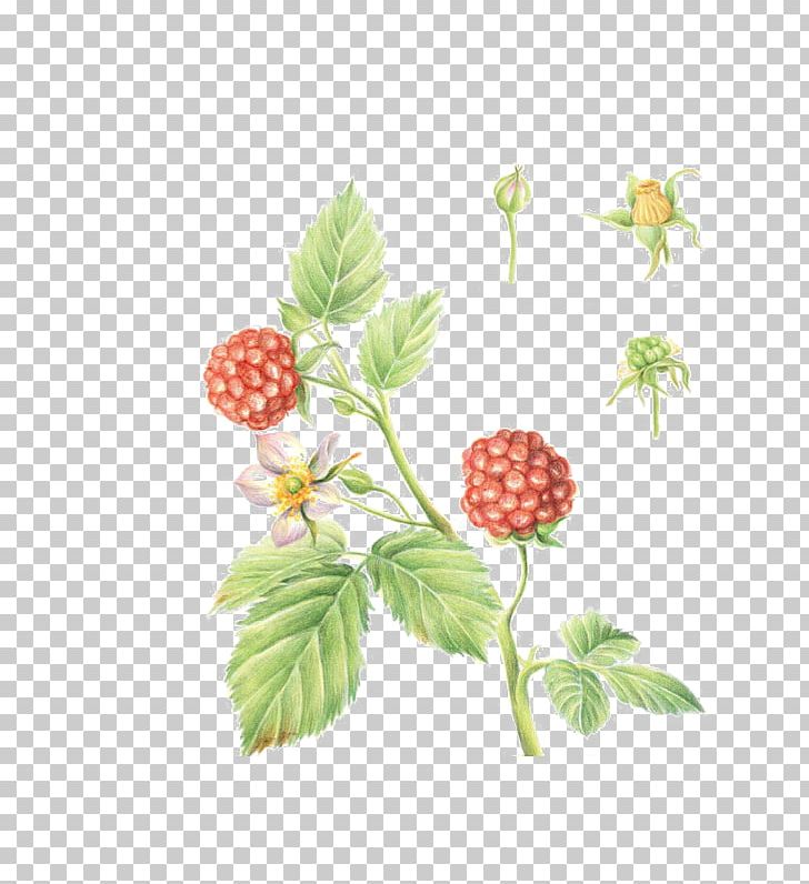 Frutti Di Bosco Raspberry Fruitcake PNG, Clipart, Branch, Design, Download, Encapsulated Postscript, Flora Free PNG Download