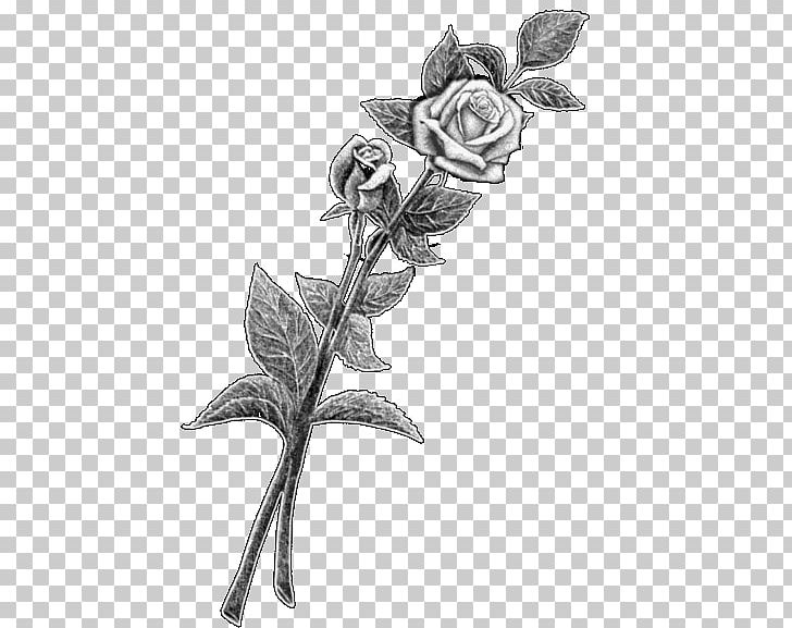 Rose Family Twig Plant Stem Leaf PNG, Clipart, Artwork, Black And White, Body Jewellery, Body Jewelry, Branch Free PNG Download