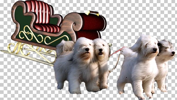 Dog Breed Puppy Siberian Husky Companion Dog Non-sporting Group PNG, Clipart, Animals, Breed Group Dog, Cari, Carnivoran, Cat Dog Free PNG Download