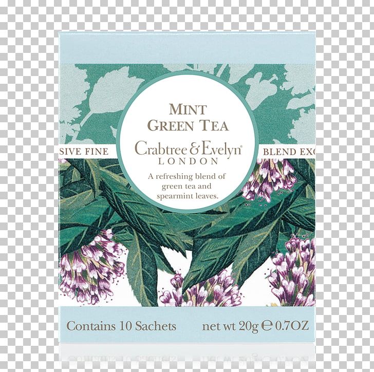 Green Tea Mentha Spicata Leaf Mint PNG, Clipart, Flower, Green, Leaf, Lilac, Mentha Spicata Free PNG Download