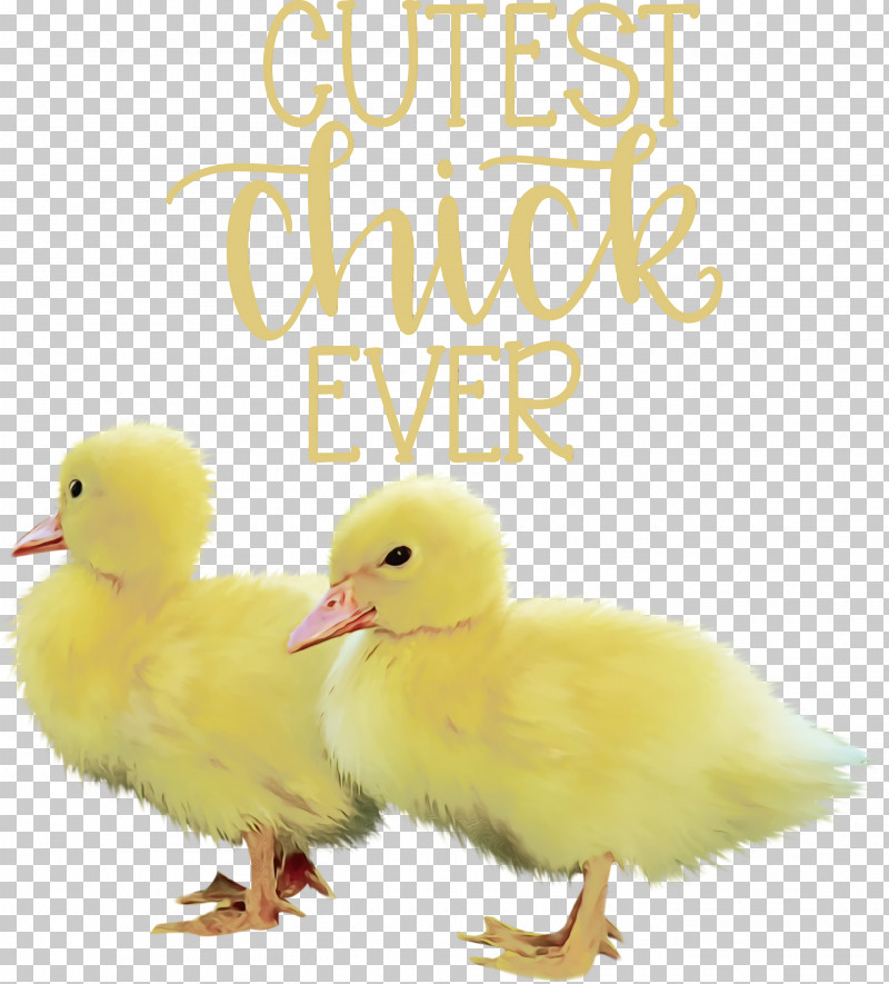Duck Waterfowl Chicken Water Bird Beak PNG, Clipart, Beak, Chicken, Duck, Happy Easter, Livestock Free PNG Download