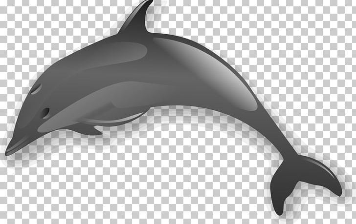 Bottlenose Dolphin PNG, Clipart, Animals, Black And White, Bottlenose Dolphin, Cetacea, Common Bottlenose Dolphin Free PNG Download