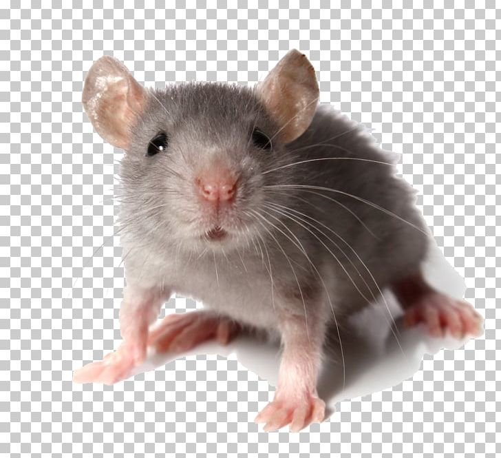 Computer Mouse Rodent Rat Fancy Mouse Pest PNG, Clipart, Animals, Computer Mouse, Dormouse, Fancy Mouse, Fauna Free PNG Download