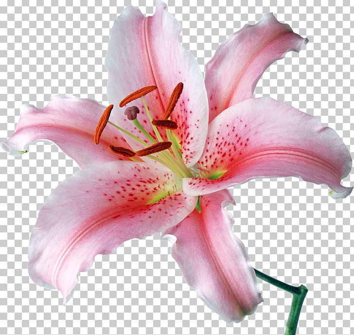 Desktop Lilium 'Stargazer' Flower Stock Photography PNG, Clipart, Amaryllis Belladonna, Cut Flowers, Daylily, Desktop Wallpaper, Flower Free PNG Download