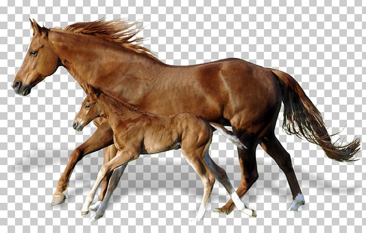 Foal Mare Mustang Andalusian Horse Horses PNG, Clipart, Andalusian Horse, Breyer Animal Creations, Bridle, Canter And Gallop, Colt Free PNG Download
