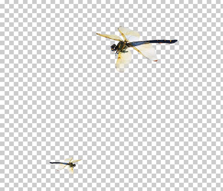 Bird Goose Cygnini Duck Wing PNG, Clipart, Anatidae, Animal, Beak, Cartoon Dragonfly, Dragonflies Free PNG Download