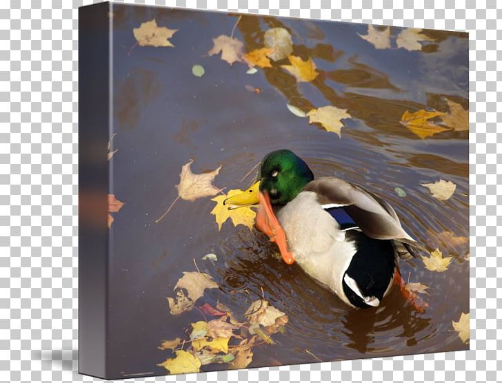 Duck Painting Frames PNG, Clipart, Animals, Bird, Duck, Ducks Geese And Swans, Fauna Free PNG Download