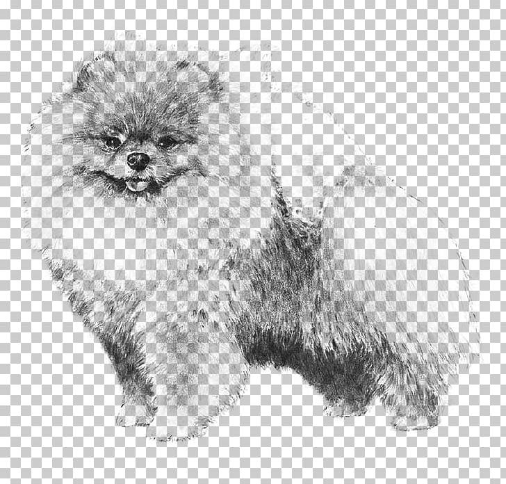Pomeranian Puppy Dachshund Shih Tzu Golden Retriever PNG, Clipart, Ancient Dog Breeds, Animals, Black And White, Breed, Breed Standard Free PNG Download