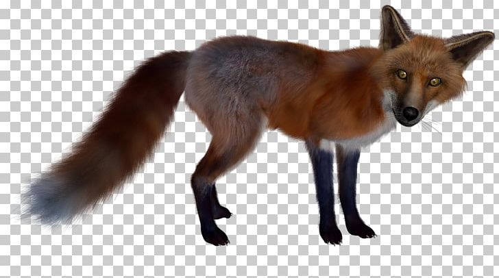 Red Fox PNG, Clipart, 3d Computer Graphics, Animals, Carnivoran, Clip Art, Computer Icons Free PNG Download