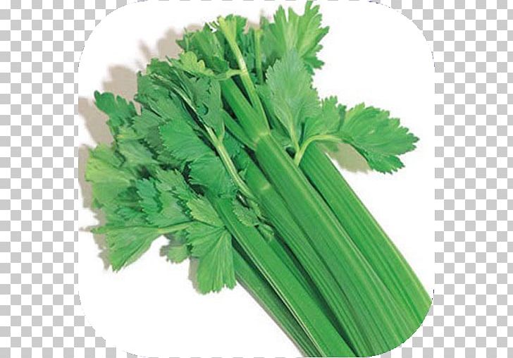 Wild Celery Plant Root Vegetable PNG, Clipart, Apiaceae, Blood Pressure, Can, Celery, Common Sage Free PNG Download
