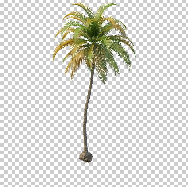 Arecaceae Coconut Tree Date Palm 3D Computer Graphics PNG, Clipart, 3d Computer Graphics, 3d Modeling, 3ds, Arecaceae, Arecales Free PNG Download