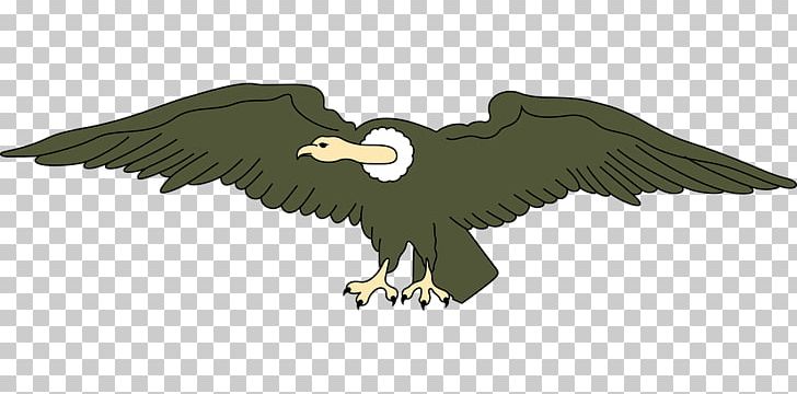 Bald Eagle Vulture PNG, Clipart, Accipitriformes, Andean Condor, Animal, Animals, Bald Eagle Free PNG Download