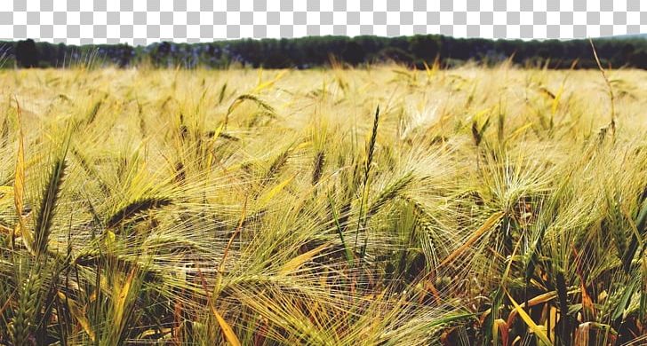 Barley Cereal Wheat Crop Agriculture PNG, Clipart, Agricultural, Beverage, Food, Food Grain, Grass Free PNG Download