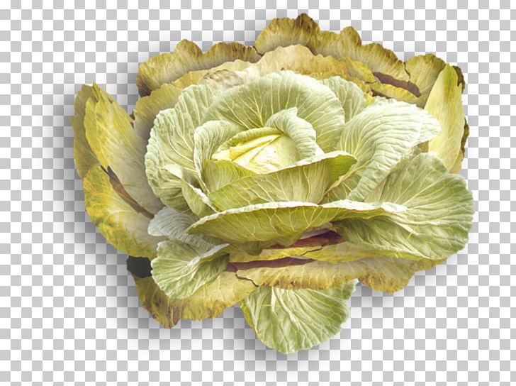 Cabbage Spring Greens Blood Sweat & Tears Romaine Lettuce PNG, Clipart, Blood Sweat Tears, Bts, Cabbage, Cauliflower, Drawing Free PNG Download