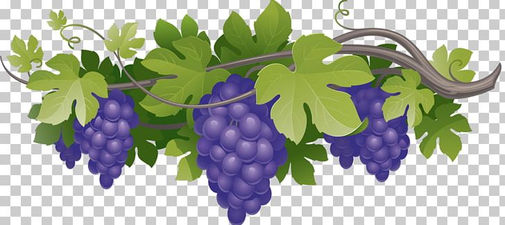 Common Grape Vine Wine Concord Grape Vitis Amurensis PNG, Clipart, Branch, Common Grape Vine, Concord Grape, Flowering Plant, Food Free PNG Download