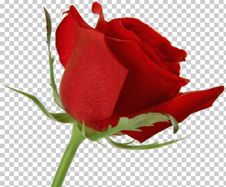 Desktop Rose Flower Tulip PNG, Clipart, Bud, China Rose, Closeup, Cut Flowers, Desktop Wallpaper Free PNG Download