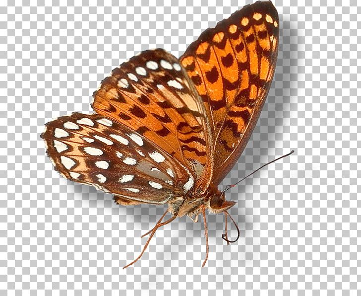 Monarch Butterfly Brush-footed Butterflies Gossamer-winged Butterflies Personal Identification Number Pinnwand PNG, Clipart, Album, Amyotrophic Lateral Sclerosis, Arthropod, Brush Footed Butterfly, Butterfly Free PNG Download