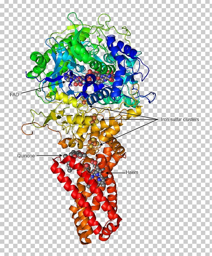 Succinate Dehydrogenase Enzyme Succinic Acid Citric Acid Cycle PNG, Clipart, Biology, Body Jewelry, Circle, Cofactor, Dehydrogenase Free PNG Download