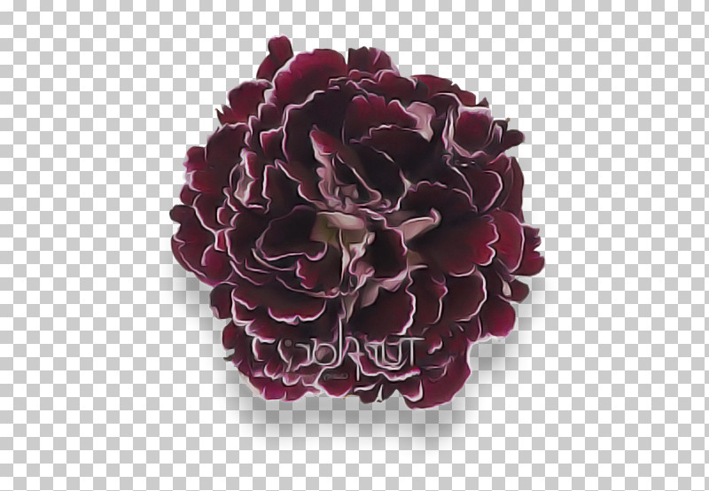 Garden Roses PNG, Clipart, Artificial Flower, Cut Flowers, Diwali, Floral Design, Flower Free PNG Download