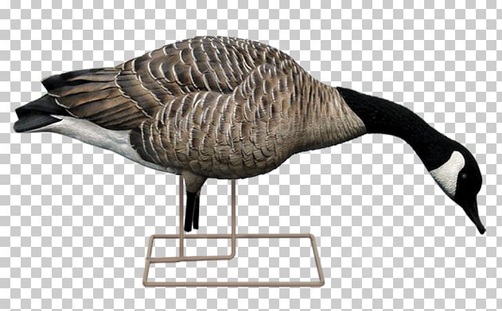 Canada Goose Duck Decoy Mallard PNG, Clipart, Animals, Anseriformes, Avian, Beak, Bird Free PNG Download