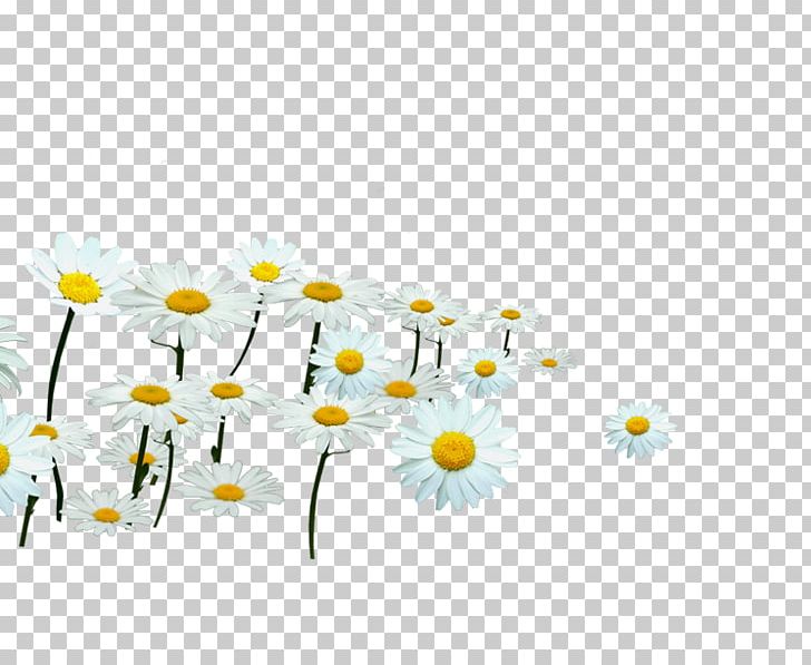 Common Daisy Dendranthema Lavandulifolium White PNG, Clipart, Chamomile, Chrysanthemum, Chrysanthemum Chrysanthemum, Chrysanthemums, Computer Wallpaper Free PNG Download