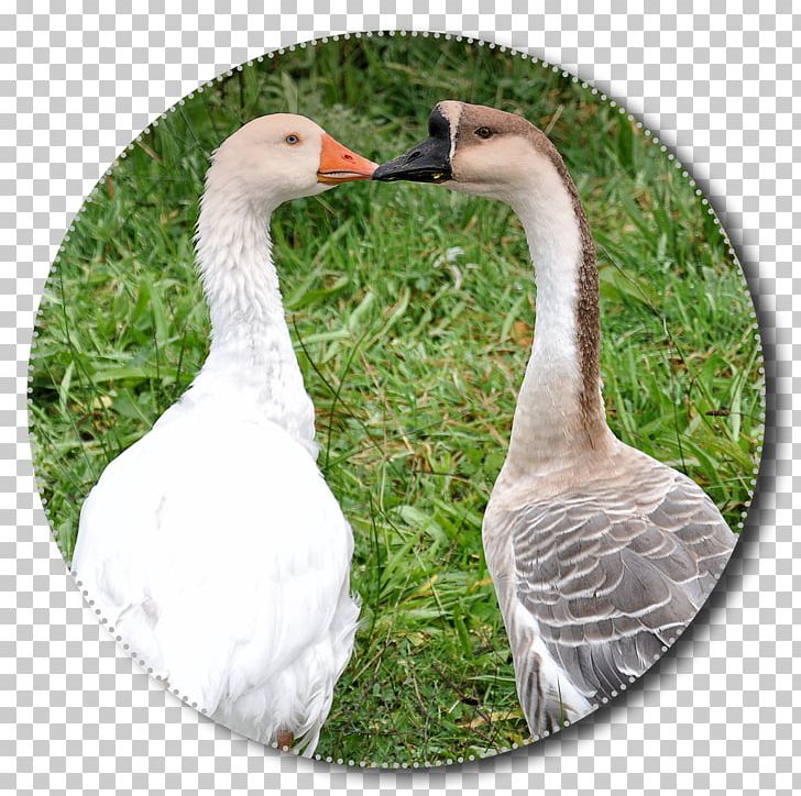 Greylag Goose Grass Duck Bird PNG, Clipart, Anatidae, Animal, Animals, Beak, Bird Free PNG Download