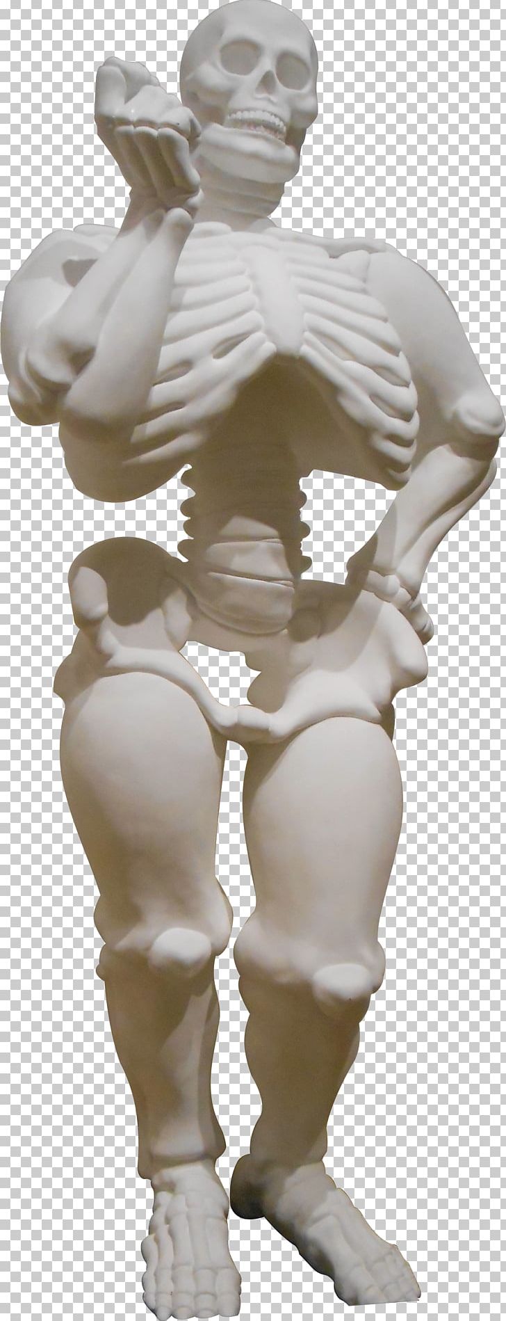 Human Skeleton Bone Human Body Figurine PNG, Clipart, Arm, Bone, Calcium, Classical Sculpture, Cutout Free PNG Download