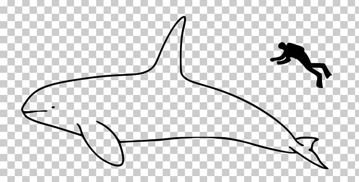 Marine Mammal Bowhead Whale Cetacea Killer Whale PNG, Clipart, Angle, Animal, Arctic, Area, Beak Free PNG Download