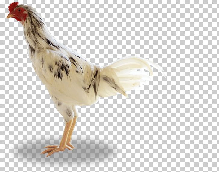 Rooster Ayam Kampong Broiler Livestock Sumber Unggas PNG, Clipart, Agriculture, Animal Husbandry, Ayam Kampong, Ayam Noodles, Banjar Free PNG Download