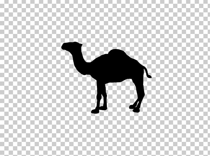 Camel Logo Encapsulated PostScript PNG, Clipart, Animals, Arabian Camel, Black And White, Brand, Camel Free PNG Download