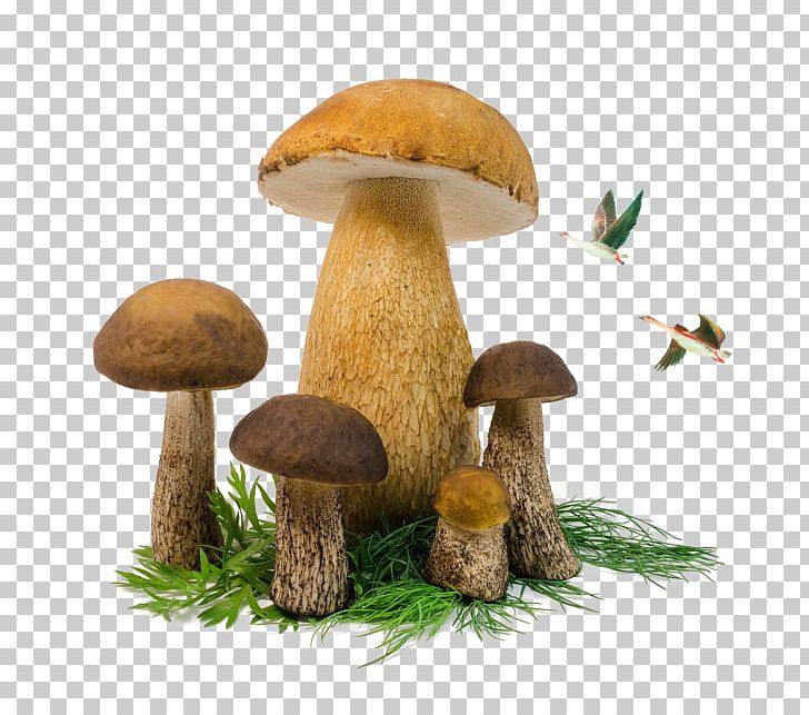 Edible Mushroom Penny Bun Fungus PNG, Clipart, Animal, Asuka, Bird, Bird Cage, Birds Free PNG Download