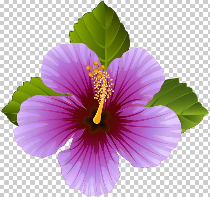 Flower Purple Desktop PNG, Clipart, Annual Plant, Art, Chinese Hibiscus, Decoupage, Desktop Wallpaper Free PNG Download