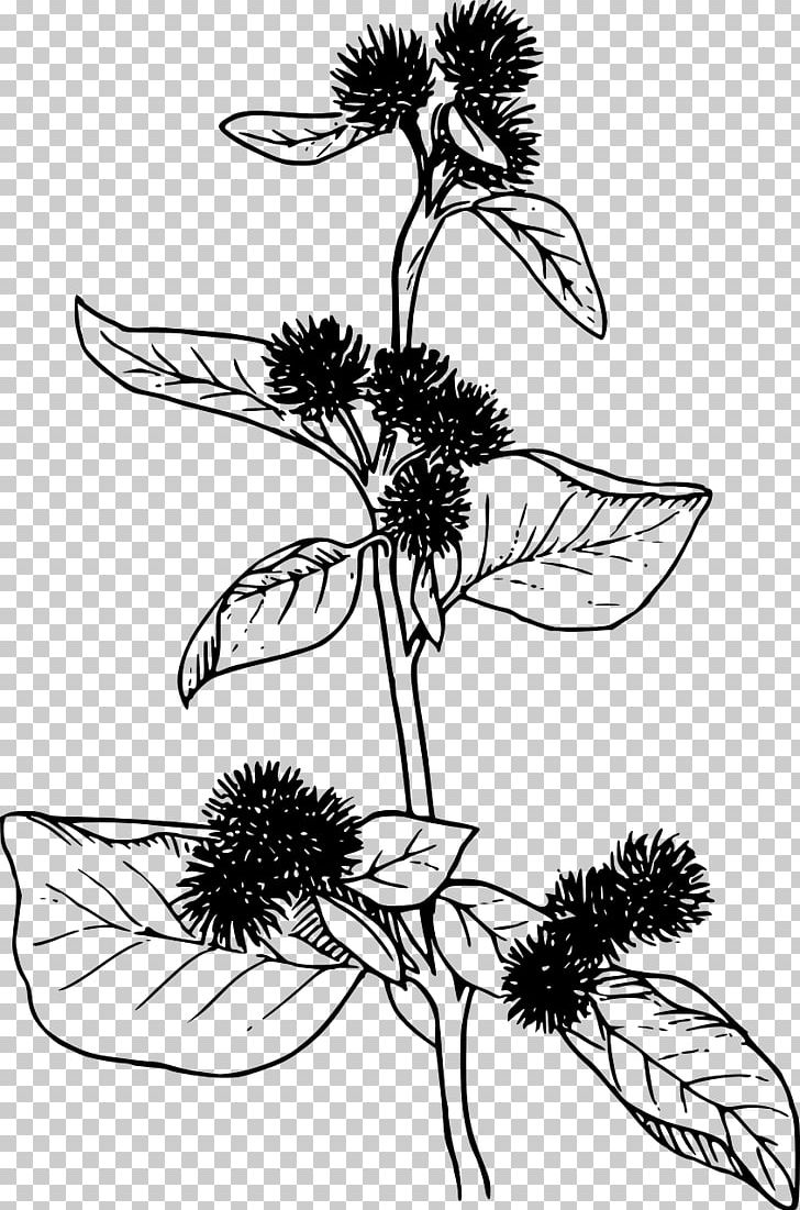 Greater Burdock PNG, Clipart, Artwork, Black And White, Branch, Burdock, Daisy Family Free PNG Download