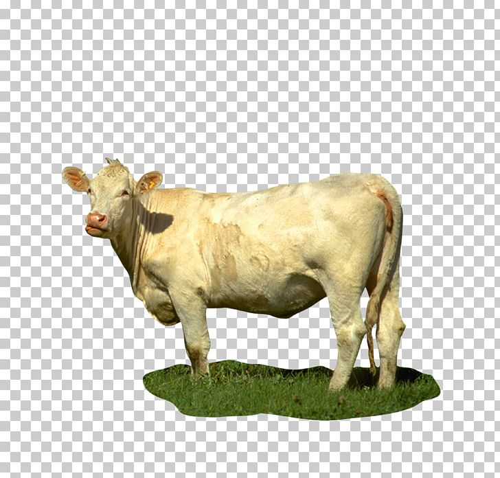 Dairy Cattle Calf Texas Longhorn Angus Cattle Baka PNG, Clipart, Angus Cattle, Animals, Baka, Beef Cattle, Calf Free PNG Download
