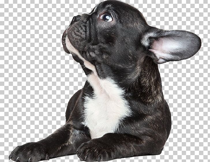French Bulldog Puppy Toy Bulldog Dog Breed Companion Dog PNG, Clipart, Animals, Bulldog, Carnivoran, Cat, Companion Dog Free PNG Download