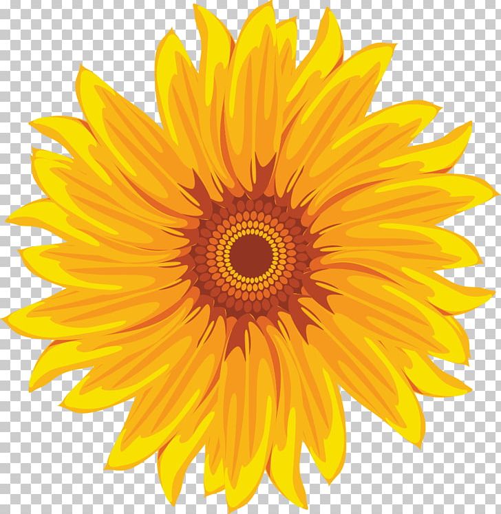 Common Sunflower Yellow White PNG, Clipart, Blue, Color, Common Daisy, Daisy Family, Flower Free PNG Download