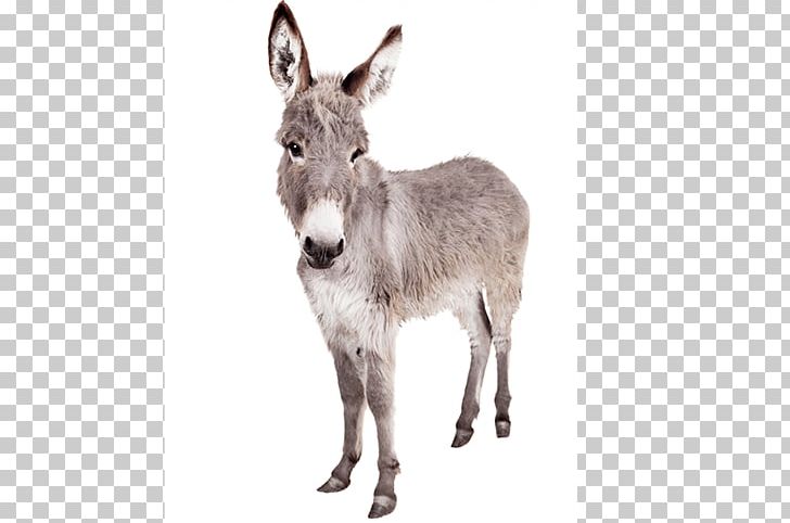 Donkey Horses Mule Stock Photography PNG, Clipart, Animals, Can Stock Photo, Donkey, Donkey Burger, Donkeys Free PNG Download