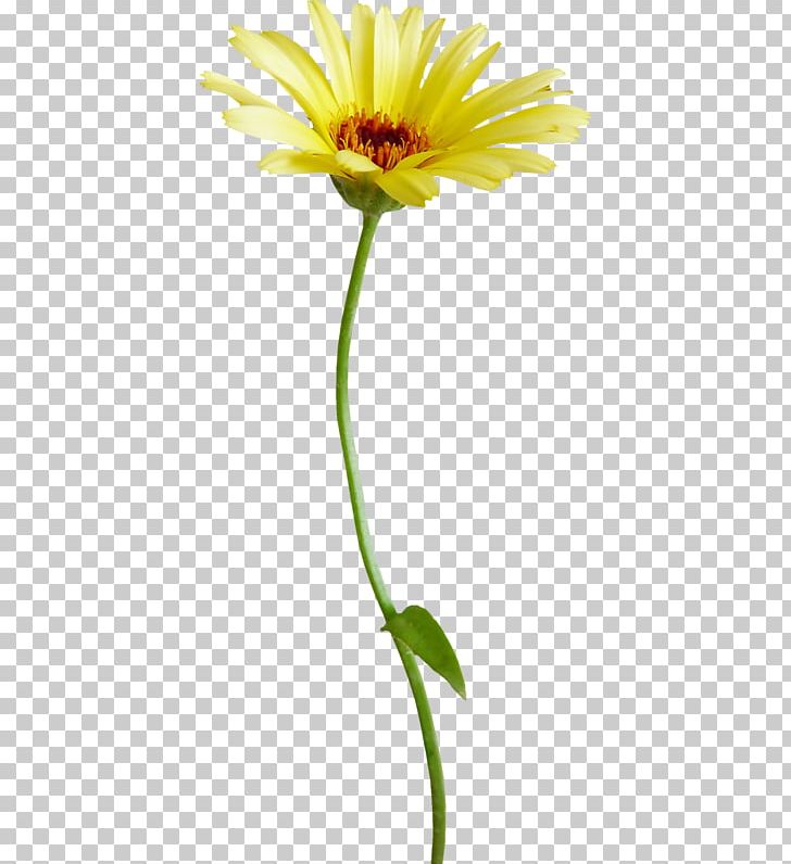 Flower Common Daisy Chrysanthemum PNG, Clipart, Cartoon, Chrysanthemum Chrysanthemum, Chrysanthemums, Dahlia, Daisy Family Free PNG Download