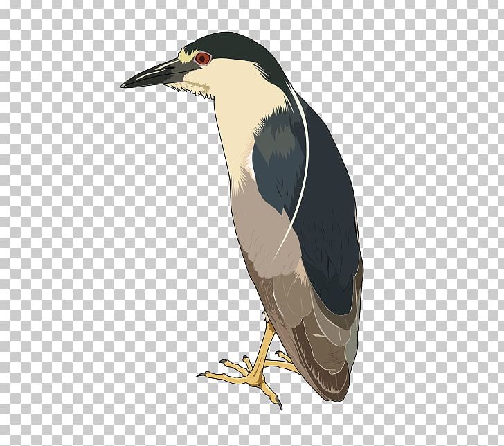 Green Heron Black-crowned Night Heron PNG, Clipart, Animals, Beak, Bird, Blackcrowned Night Heron, Clip Free PNG Download