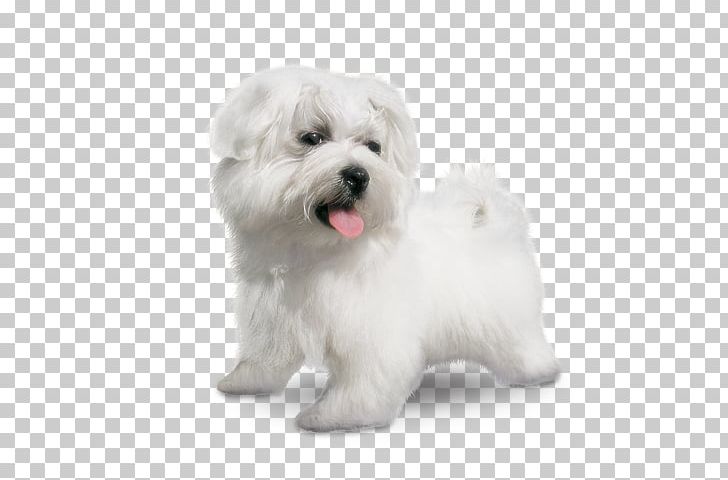 Maltese Dog Coton De Tulear Little Lion Dog Havanese Dog Bolognese Dog PNG, Clipart, Bichon, Bolognese, Bolognese Dog, Bolonka, Breed Free PNG Download