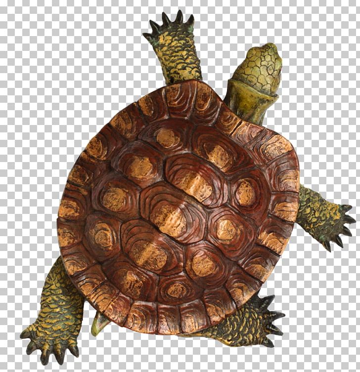 Turtle Shell Wood Turtle Carapace Leatherback Sea Turtle PNG, Clipart, Animal, Animals, Box Turtle, Carapace, Emydidae Free PNG Download