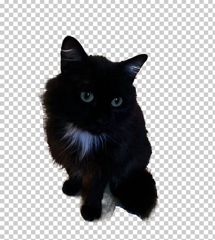 Cymric Nebelung Bombay Cat Manx Cat Asian Semi-longhair PNG, Clipart, Asian Semilonghair, Black, Black And White, Black Cat, Bombay Free PNG Download