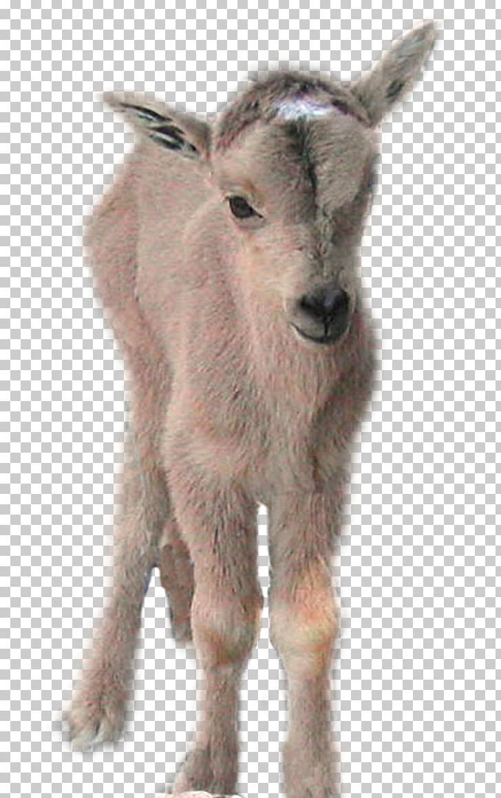 Goat Gray Wolf Barbary Sheep Cattle PNG, Clipart, Animal, Animals, Art, Barbary Sheep, Black Wolf Free PNG Download