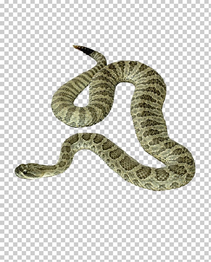 Snake PNG, Clipart, Animal, Animals, Biology, Boa Constrictor, Boas Free PNG Download